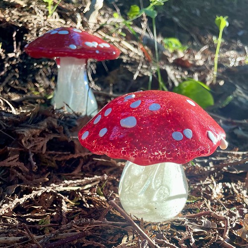 Check out these GLOW IN THE DARK glass mushrooms by PEI Glass Roots! Perfect for all mushroom enthusiasts! 
#localart #halifaxart #halifaxns #canadianart #artwork #artist #artgallery #artcollector #glasswork #glowinthedark