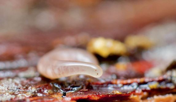 Ground Magazine tweet media