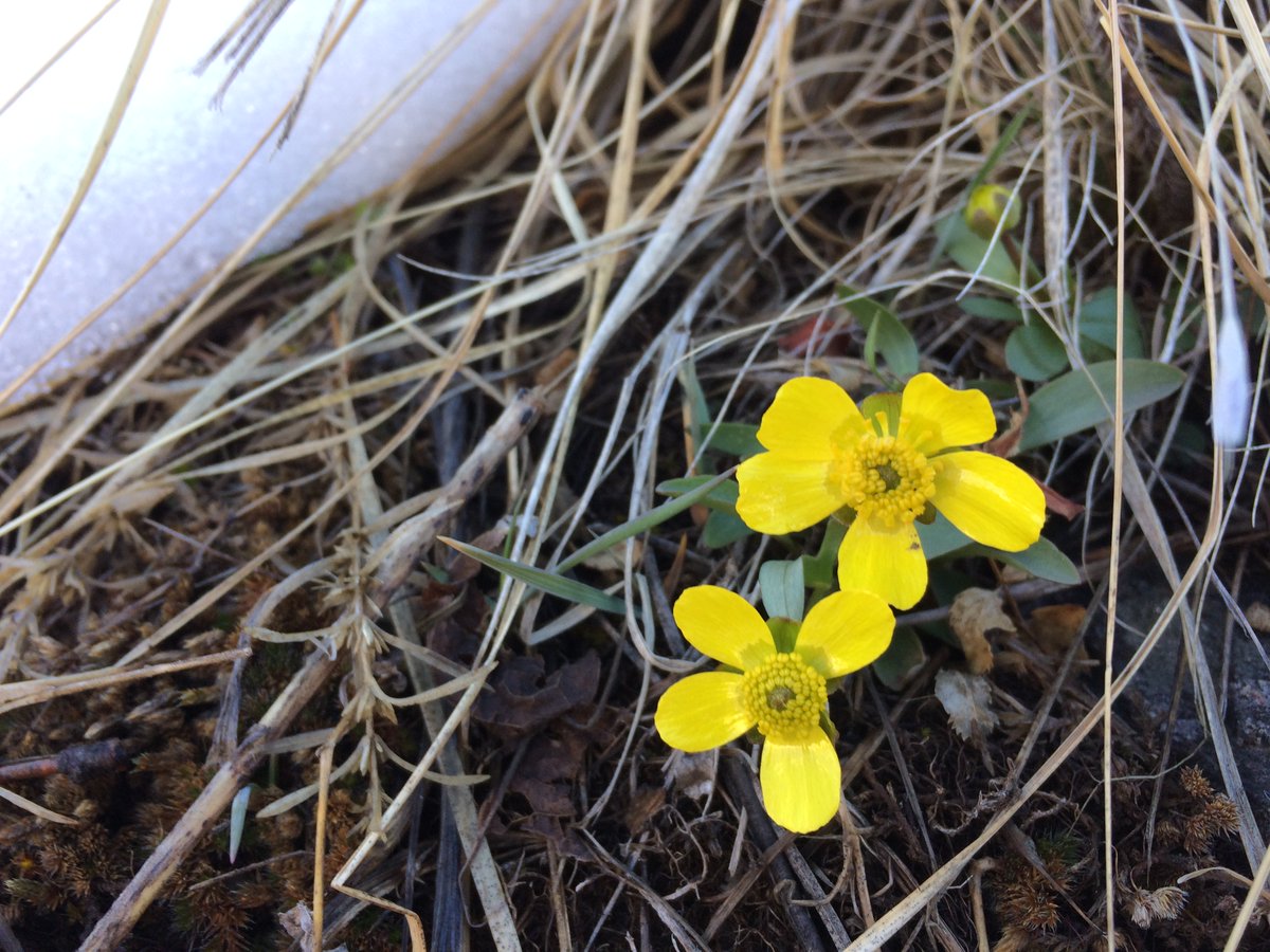 BLMWyoming's tweet photo. A little snow didn’t stop the Sagebrush Buttercups from emerging. Although this is from a previous year, we’re waiting anxiously to see this year’s edition! #TrackTheBloom
Charlotte Darling 📸 https://t.co/A5gaxcY9of