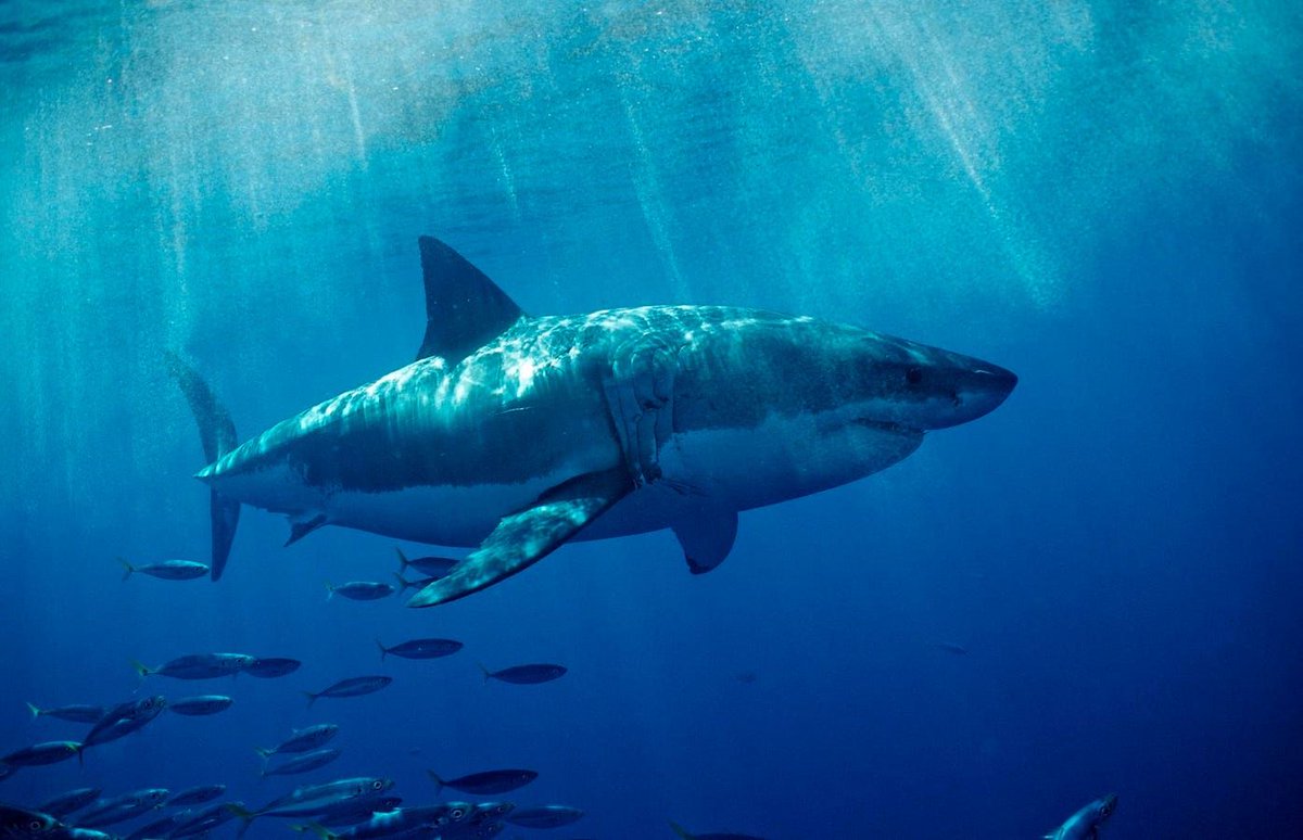Scientists May Have Been Measuring Great White #sharks Wrong New research calls for a reevaluation of our understanding of the species’ life history, calling for a closer examination of size and maturity data. #sharkscience #shark buff.ly/43YBtkv