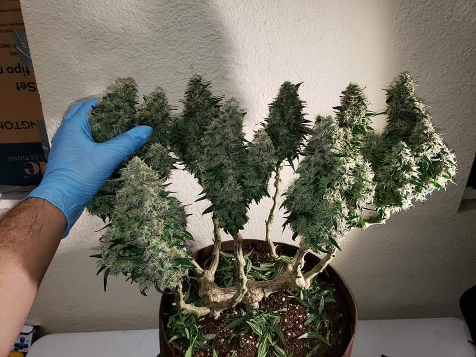 White Widow Maxx Auto 🍁🔥🤘

#insidecannabis #smokeweedeveryday #high #cannabis #cannabiscommunity #weed #marijuana #thc #cbd #cannabisculture #weedporn #weedstagram #hightimes #stoner #indica #sativa #hemp #maryjane #ganja #growyourown #smoke #cannabissociety #weedlife