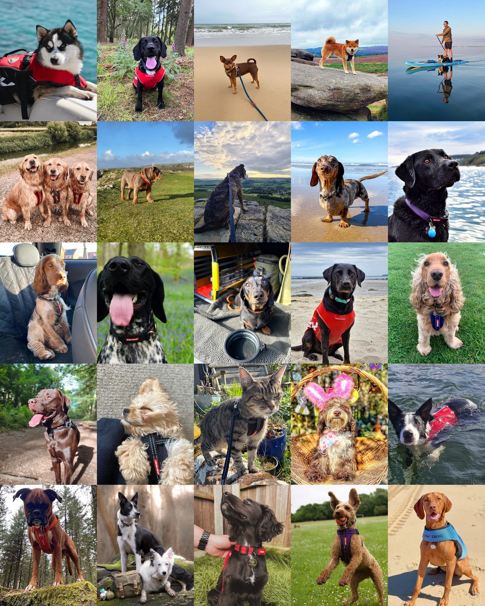🐾 NATIONAL PET DAY 🐶 Happy International Pet Day, from everyone here at EzyDog. ❤️ We've compiled a small collection of you all rocking EzyDog gear, let us know if you spot yourself 👀 #ezydog #nationalpetday #dog #dogs #doglove