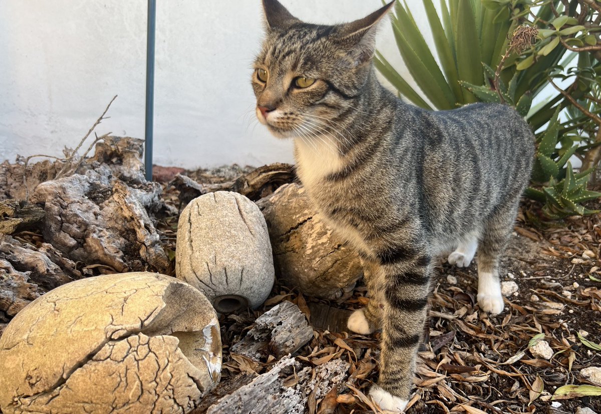 Sox finds sum dinosaur eggs whilst on #Hedgewatch ! He proudly poses for a picktchure , mommie sez she’s gonna send it to da Daily Rag tomorrow! 😹📸 #thursdayvibes #cats #CatsOnX