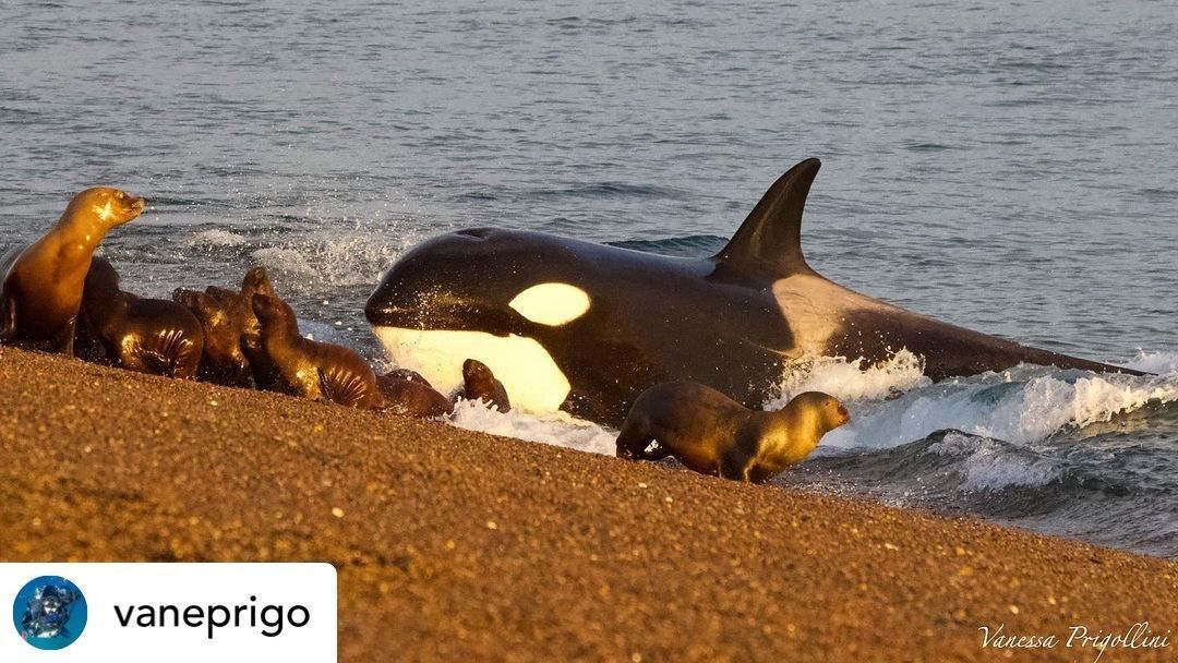 An Amazing Sighting with Hunting Orcas in Argentina. Read the full story here: buff.ly/44nLS8X Photo by Vanessa #WhaleTales