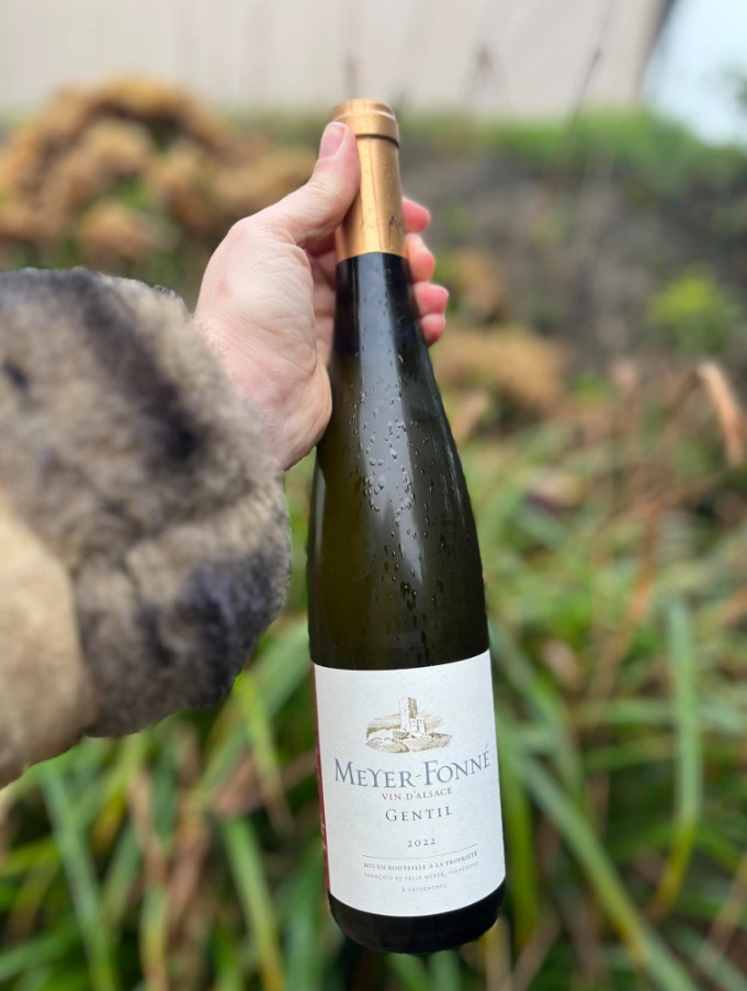 Our 'Gentil' (blend of at least 50% noble grape varieties) in the morning dew

#meyerfonne #blendwine #gentil #gentildalsace #katzenthal #organic #drinkalsace #alsacerocks

(Photo : O'Mahony's of Watergrasshill)