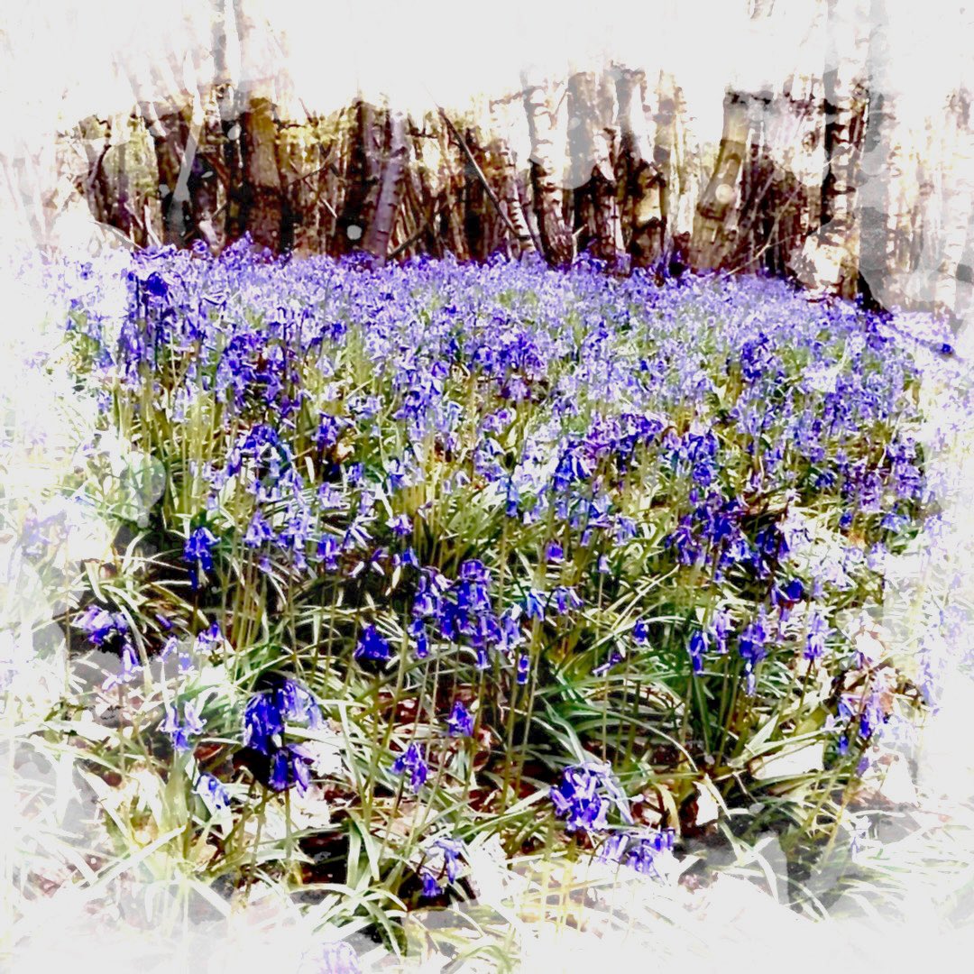 Bluebells are out early in the woods - such a beautiful colour a truly magical sight
#bluebells #woodland #artworks #countryside #illustrationart #landscape #imagesofkent #landscapeart #sunlight #spring #trees #ThursdayMotivation #warmerweather #woodland #art #ArtisticExpression