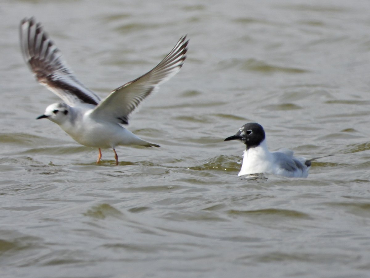 An excellent day @RSPBFrampton was topped off by this Bonaparte's Gull found by @APCbirding @lincsbirders @Lincsbirding @BTO_Lincs @LincsNaturalist  @LincsWildlife