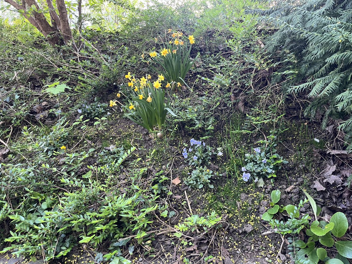 My flowers are flourishing!
#spring