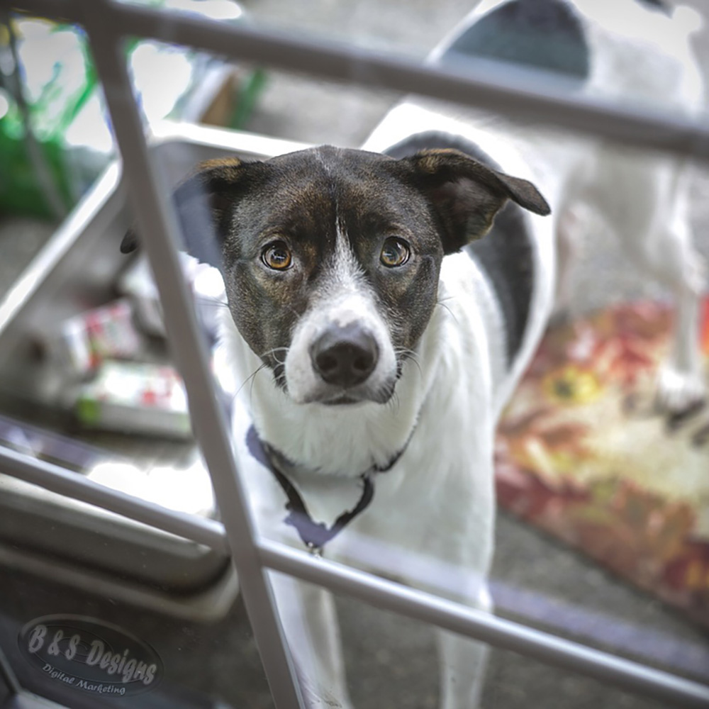 Happy #NationalPetDay2024  #Everyone! 👍😎