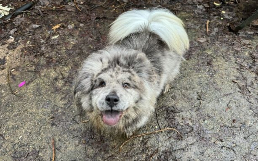 Please retweet to help Jayla find a home #GLASGOW #SCOTLAND #UK 🔷 AVAILABLE FOR ADOPTION, REGISTERED BRITISH CHARITY🔷 Chow Chow Cross aged 2-3. Jayla is a quirky little lady who is now ready to find her forever home! Due to her breed, Layla has a funky little personality and…