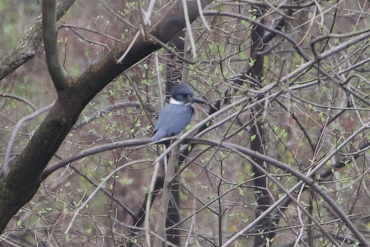 Only got one lousy shot before this Belted Kingfisher flew away. Two of them in The Loch about an hour ago! #birding #birdwatching #birdcpp #BirdTwitter #springmigration