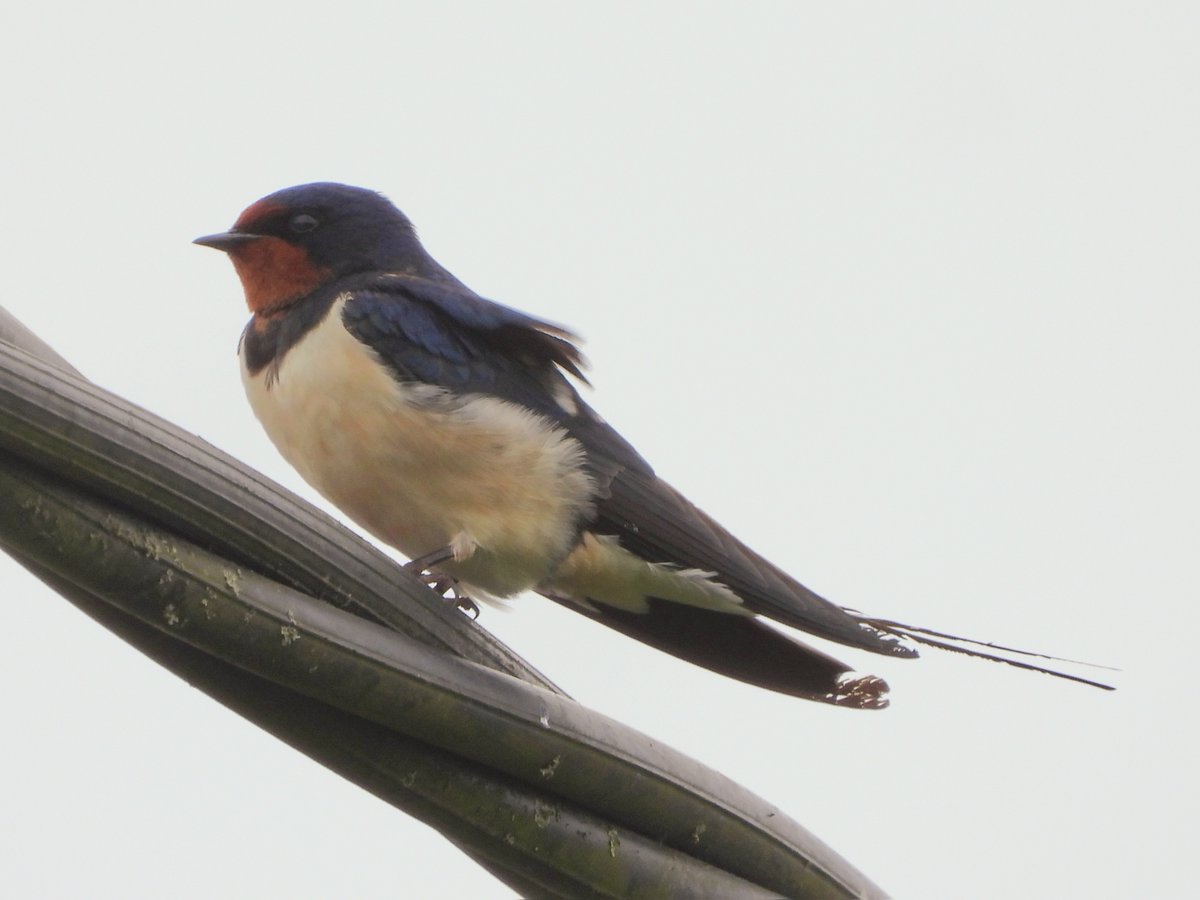 #GlosBirds It was nice to see some recently arrived migrants at Epney today. 11 Sand Martins and 3 Swallows briefly sat on the wires, the Swallows looking a little bedraggled after there long journey. Also a Red Kite over.