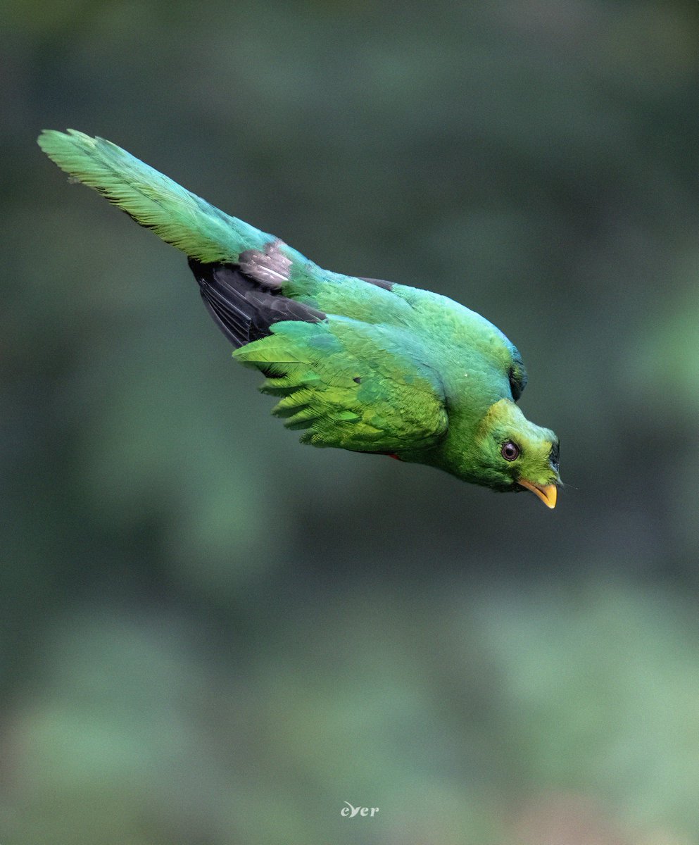 Golden-headed Quetzal 💚🖤 - Quetzal cabecidorado #BirdsOfTwitter #AvesFantásticasDeColombia