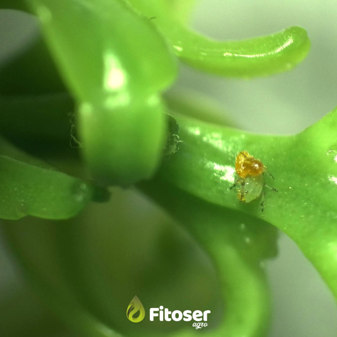 FitoserA's tweet photo. Estamos acostumbrados a ver colonias de ninfas de Allothrombium sp. atacando a diferentes especies de pulgón. 🌱💪 ¿Nos acostumbraremos a verlas también atacando a diferentes especies de cotonet? 🤔 #ProgramaCeres #controlbio #pulgon #fitoser #cotonet #agro #Agricultura https://t.co/MNF7Y5O5V9