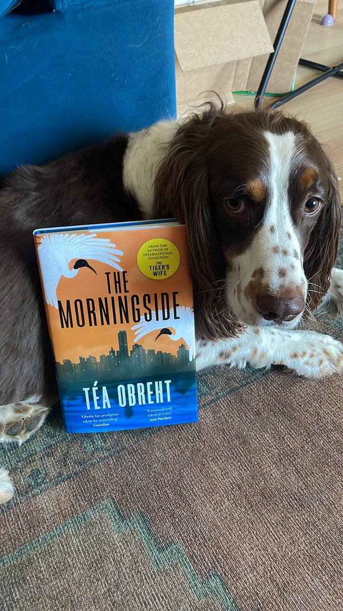 It’s UK & Ireland Pub Day for Téa Obreht’s magnificent new novel THE MORNINGSIDE 🎉🌆 If you’re passing a book shop this week, and you suddenly find yourself wondering “will buying a copy help to feed the very sad, very good boy from the picture?” The answer is “yes.”