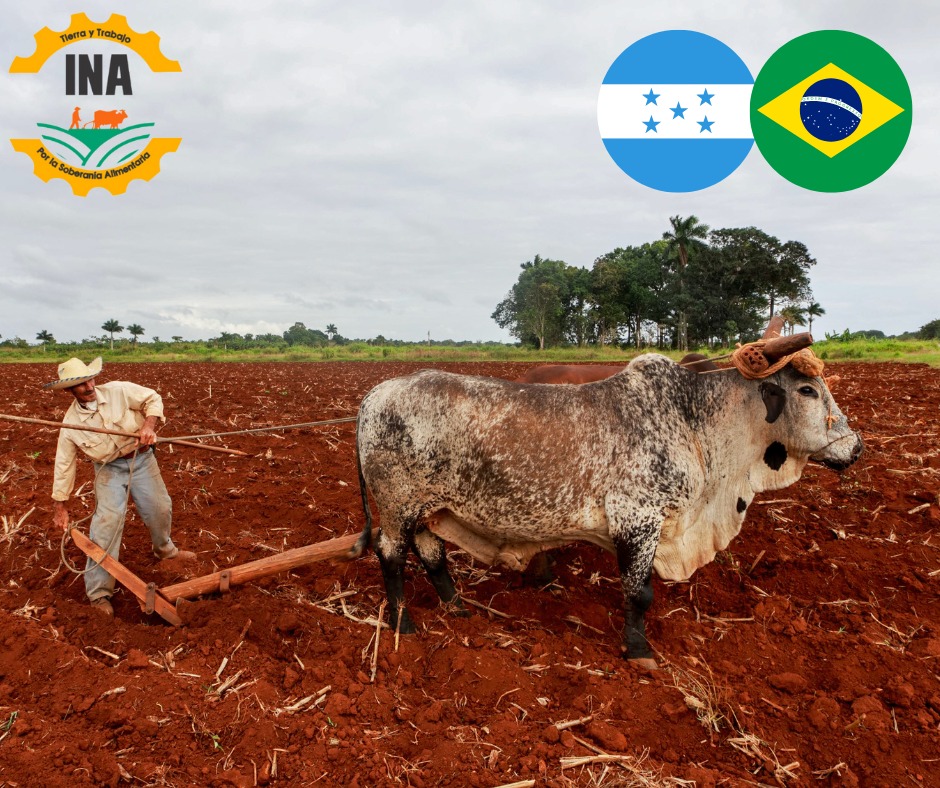 Un convenio entre los gobiernos de Honduras y Brasil permite la llegada de al menos mil 100 dosis de material genético de razas de ganado como ser la GYR Antonione, FIV Caboverde y Girolando, especies que son muy eficientes.