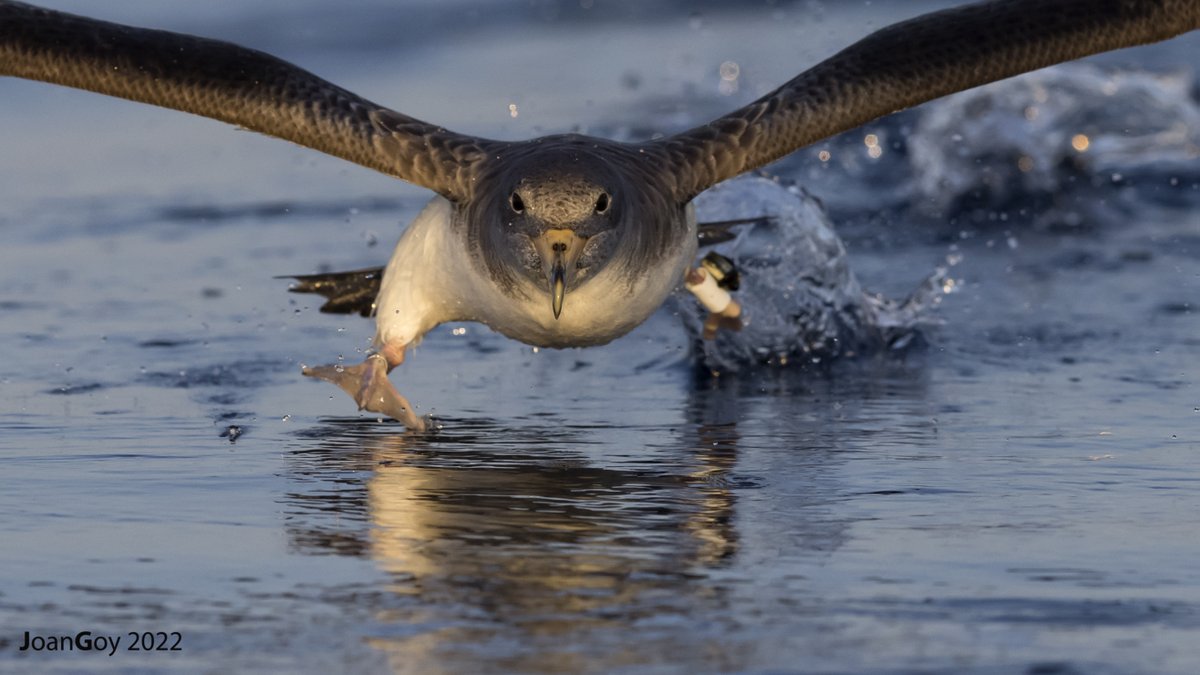 📢We are looking for a talented & motivated #PhD student to join our team at @SeabirdEcology in #seabird-fishery interactions for #REDUCE project 👉euraxess.ec.europa.eu/jobs/223887 Please, send you CV, grades and motivation letter to jgsolis{at}ub.edu before 29 April 24🚨