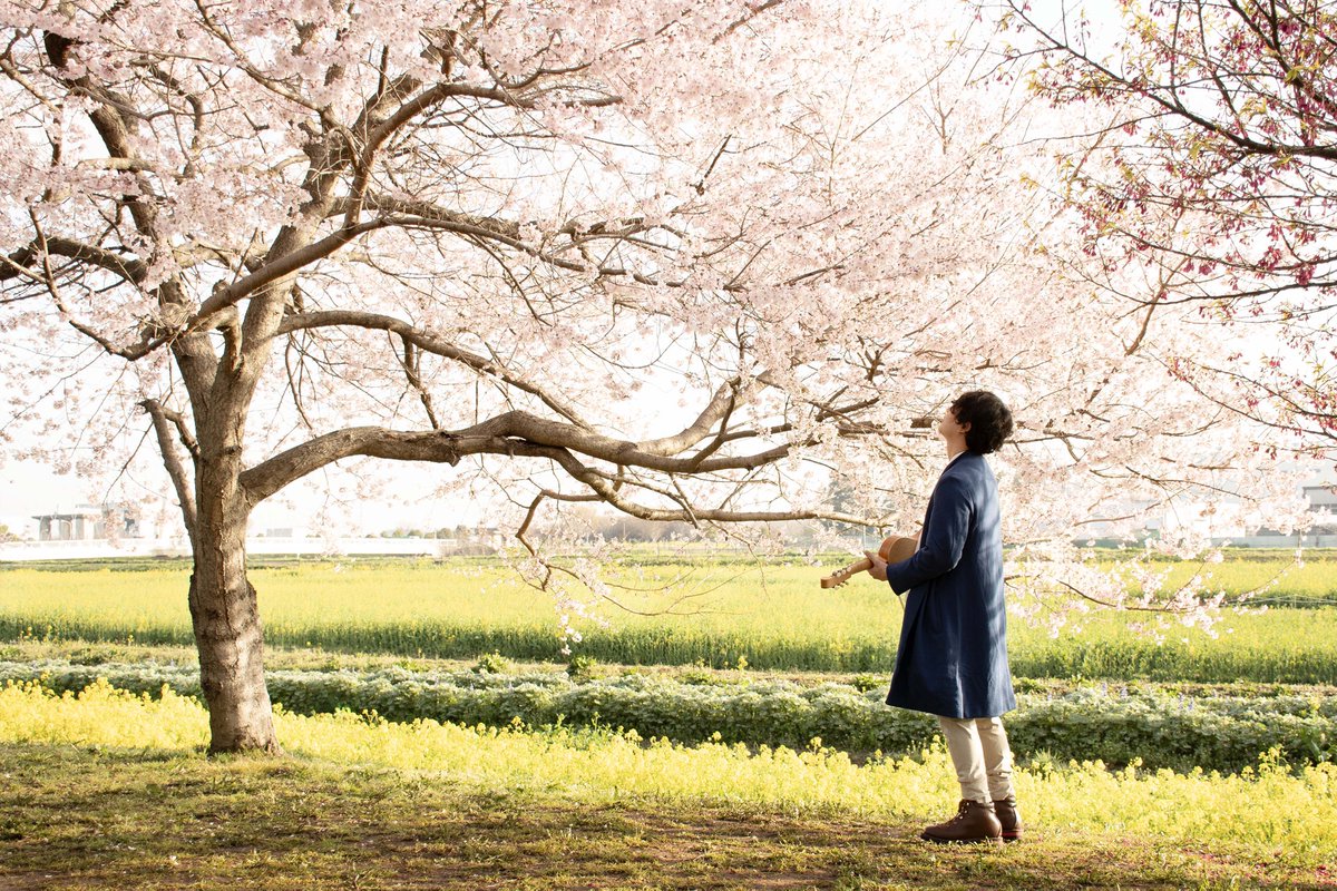 Cherry blossom viewing : The final sprint!!
Good morning^^

#yuppon #CherryBlossom #singersongwriter #arpeggione #violin
