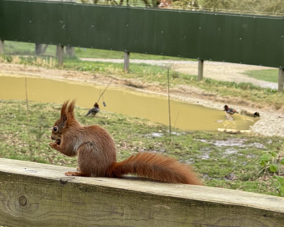 Amazing to get so close to #red #squirrels at the arboretum ⁦@CastleHowardEst⁩ ⁦@VisitYork⁩ #iphone15 #promax