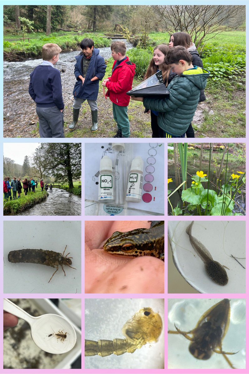 Some fantastic finds by year 7 from @YsgolCaerElen today during our Life In Freshwater field trip to Colby Woodland Gardens @PembrokeshireNT #outdoorlearning #STEM #lifecycles #ponds #rivers #nativewildlife @DragonLng