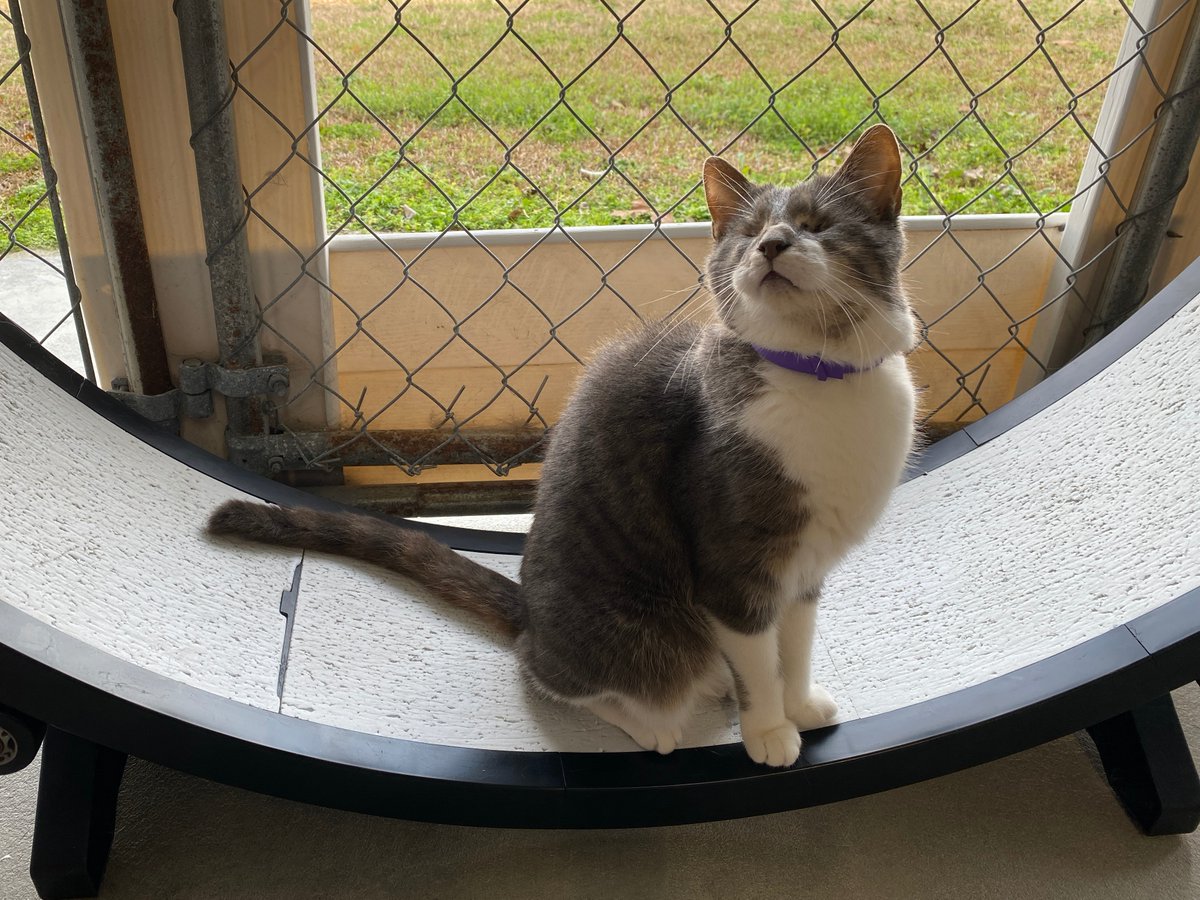 #COTD is Jellybean! He is a blind kitty who loves to run or walk on his wheel daily. Jellybean likes to keep to himself but he loves when we have visitors and he can meet new people! His favorite thing is his hammock. Read more: blindcatrescue.com/cats/jellybean…