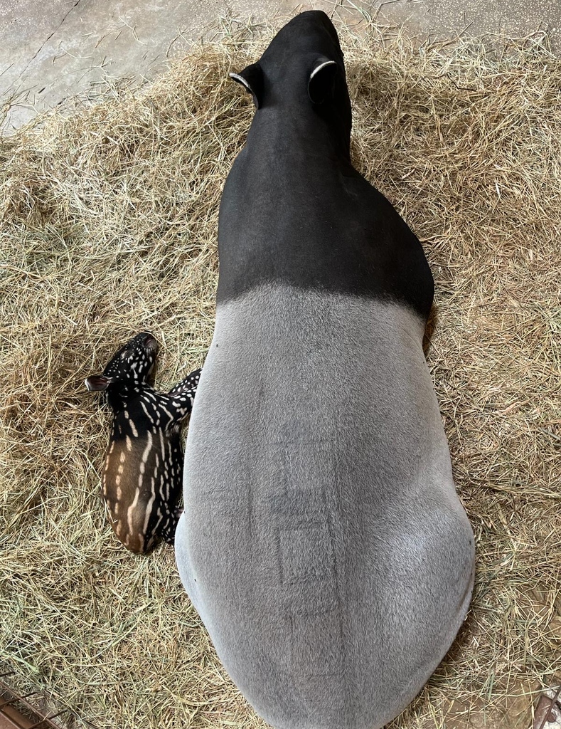 Our Malayan tapir calf has finally received her name! We are pleased to introduce Munah, meaning “favored by destiny.” ✨

At two weeks old, Munah gets the zoomies often and continues to bond with her mom, Ubi. 

Stay tuned for more Munah updates! 📣

#ZooTampa #ZTSaves