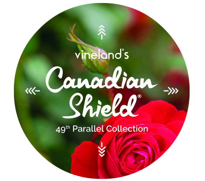 49throses tweet media