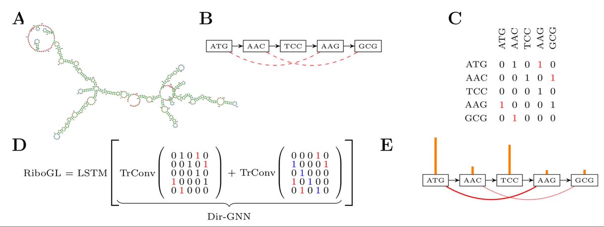 RiboGL: Towards improving full-length ribosome density prediction by bridging sequence and graph-based representations biorxiv.org/content/10.110…