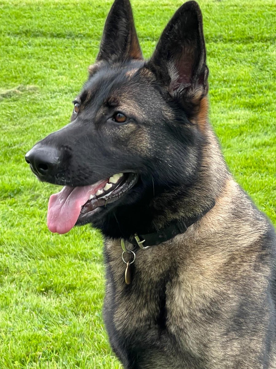 Last night PD Wish & her handler sighted a vehicle of interest which then failed to stop. Following a pursuit involving RPU the car crashed as the driver made off. Unfortunately for him, Wish was in hot pursuit & swiftly made the arrest🦷 #oneforcustody #clevergirl