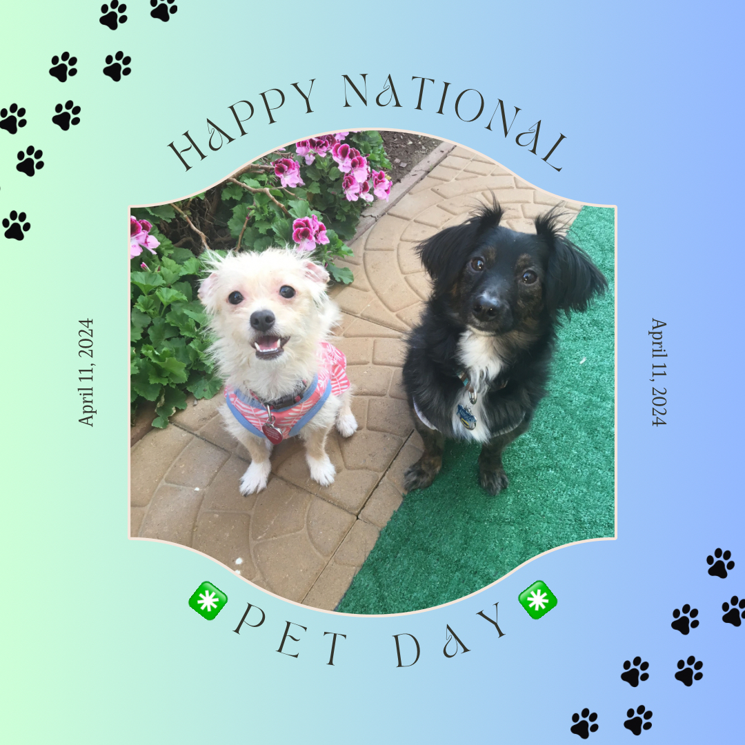 Happy National Pet Day! Here are Curator Acevedo’s two pups: Nikko and Chloe! #nationalpetday