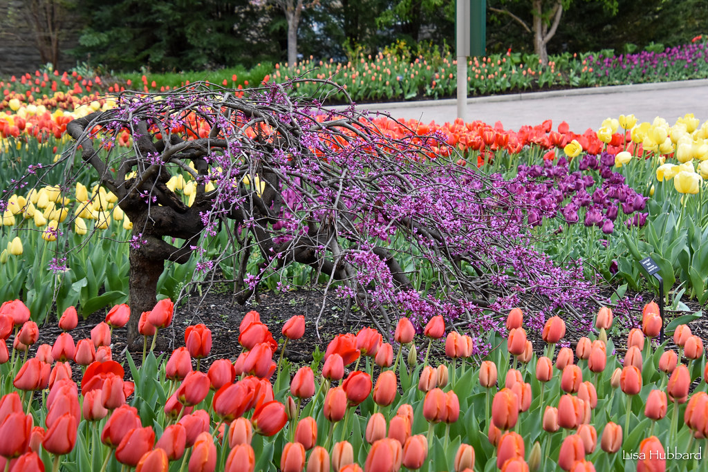 How does your flower garden grow? Get 10 tips from the Zoo's star horticulturist to make your garden bigger and more colorful than ever! ow.ly/BLTO50ReexL