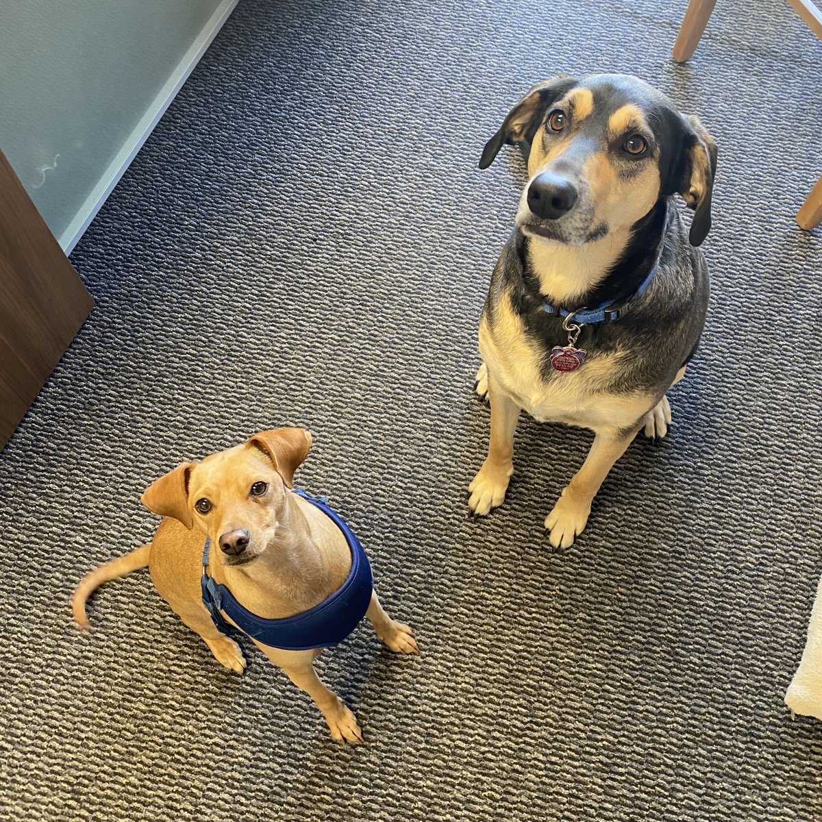 Xander and Bailey, Retro's in-house doggies #NationalPetDay