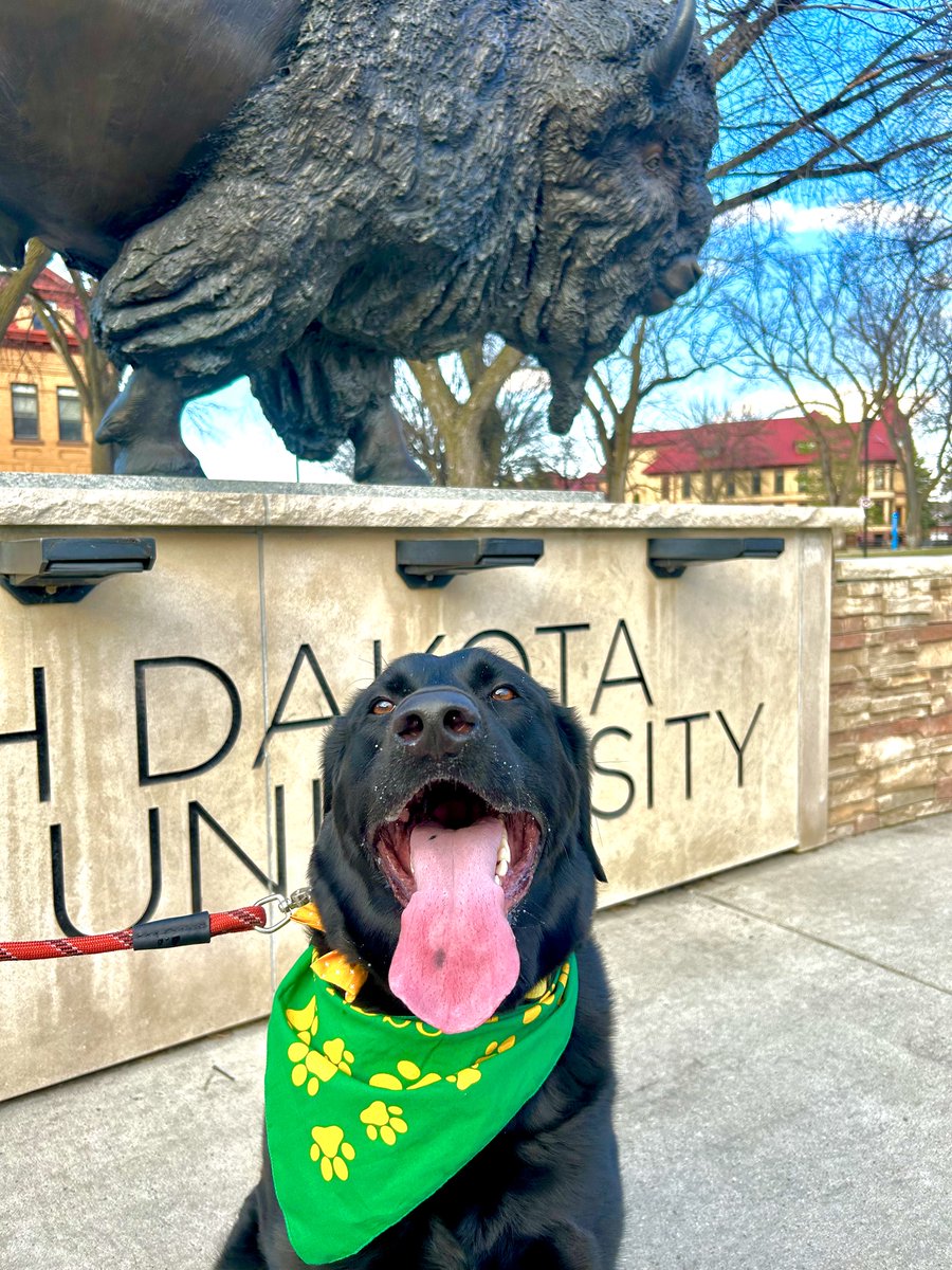 Happy #NationalPetDay to all of our four-legged Bison fans! 💛🐾💚 #NDSU