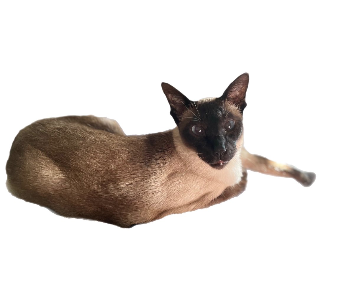 Happy #NationalPetDay from Happy (Blind) Buddha Cat!