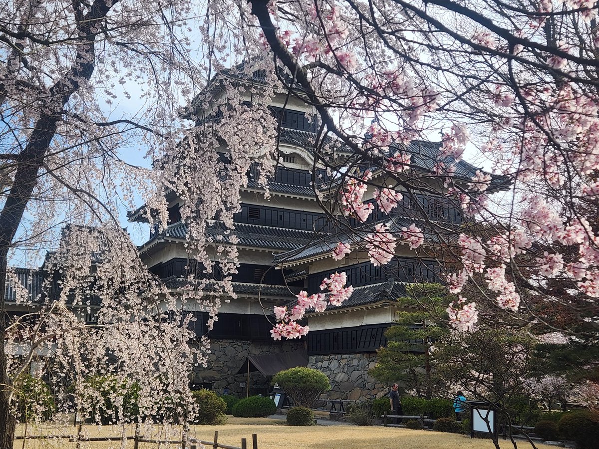 国宝松本城
夜桜会が開催されており すごく良いです
昼は夜とは違った 良さを見せてくれるので これもおすすめです
今でも十分綺麗ですが この週末が一番の見頃になりそうです