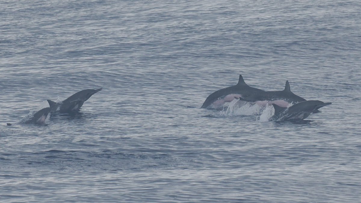 A beautiful day cruising north of the equator filled with Long-tailed Skuas, Arctic Terns, Leach’s & Bulwer’s Petrels, Blainville’s Beaked, Melon-headed & Sperm Whales plus Spinner Dolphins. The biggest surprise was a Black Tern (600miles off the coast!) - Doldrum magic!