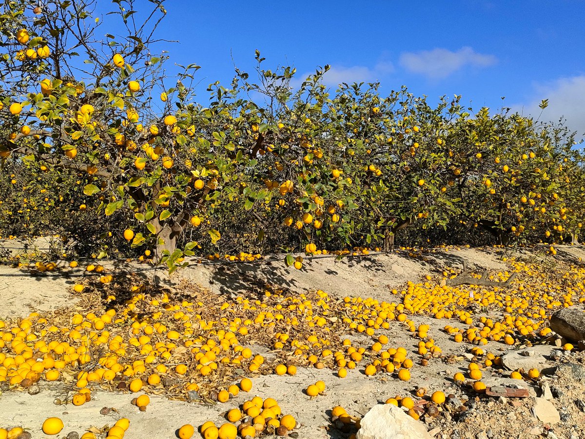 ¡Una verdadera lástima! ¡Todos los #limones en los árboles o en el suelo! No sale rentable cogerlos. Hay sobreproducción y el precio de recolección es ínfimo. Esta mañana (11/04/2024), en #Hurchillo, pedanía de #Orihuela (#Alicante), vistas hacia un campo de cultivo de limoneros.