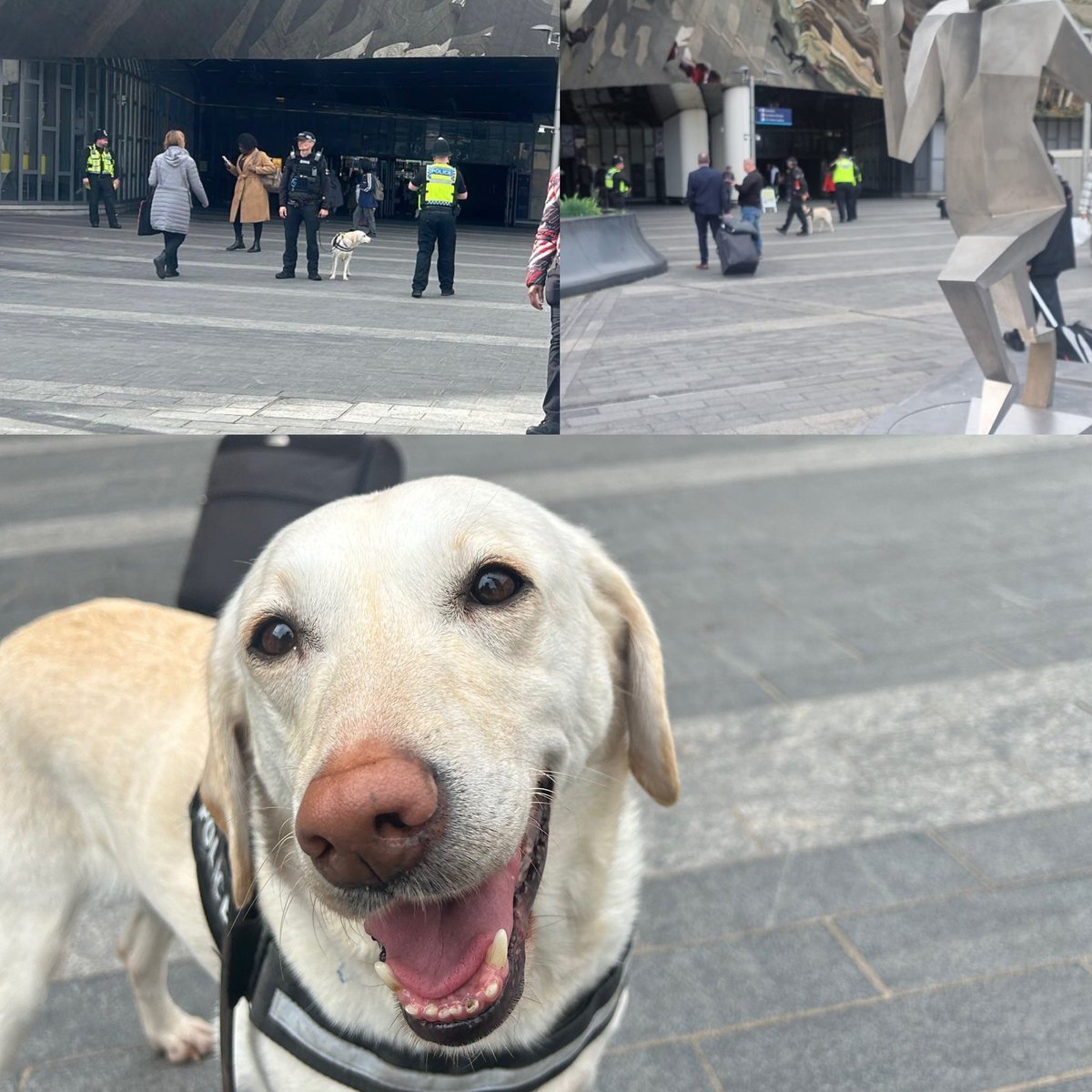 #ProjectServator Officers have been at @NetworkRailBHM and @Bullring Grand Central working with @BrumCityWMP & @BTPDogs 🐾 Utilising uniformed/plain clothes officers and other assets to disrupt criminality! Find out below ⬇️ 🔗shorturl.at/qxHJ1 / bit.ly/3NV6kqI