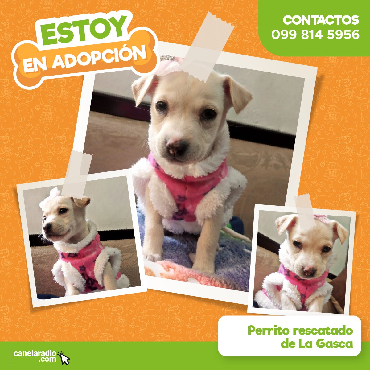 🔴¡ESTOY EN ADOPCIÓN! 🔴 Esta pequeña cachorrita se encuentra en búsqueda de un hogar amoroso 🏠🐶🧡. Fue rescatada del aluvión de La Gasca 🥹. 📱Comunícate al 099 814 5956 para más información ¡Adopta y cambia su vida!