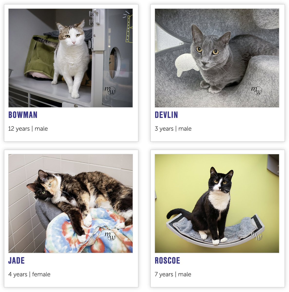 NHSCats's tweet image. it's bad enough that cats have to share #NationalPetDay with dogs. to make matters worse, there are so many cats at NHS who need forever homes!

that's where you come in: bit.ly/3n9YPOh