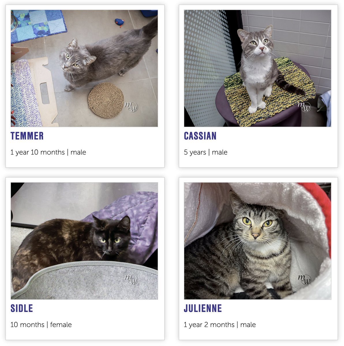 NHSCats's tweet image. it's bad enough that cats have to share #NationalPetDay with dogs. to make matters worse, there are so many cats at NHS who need forever homes!

that's where you come in: bit.ly/3n9YPOh