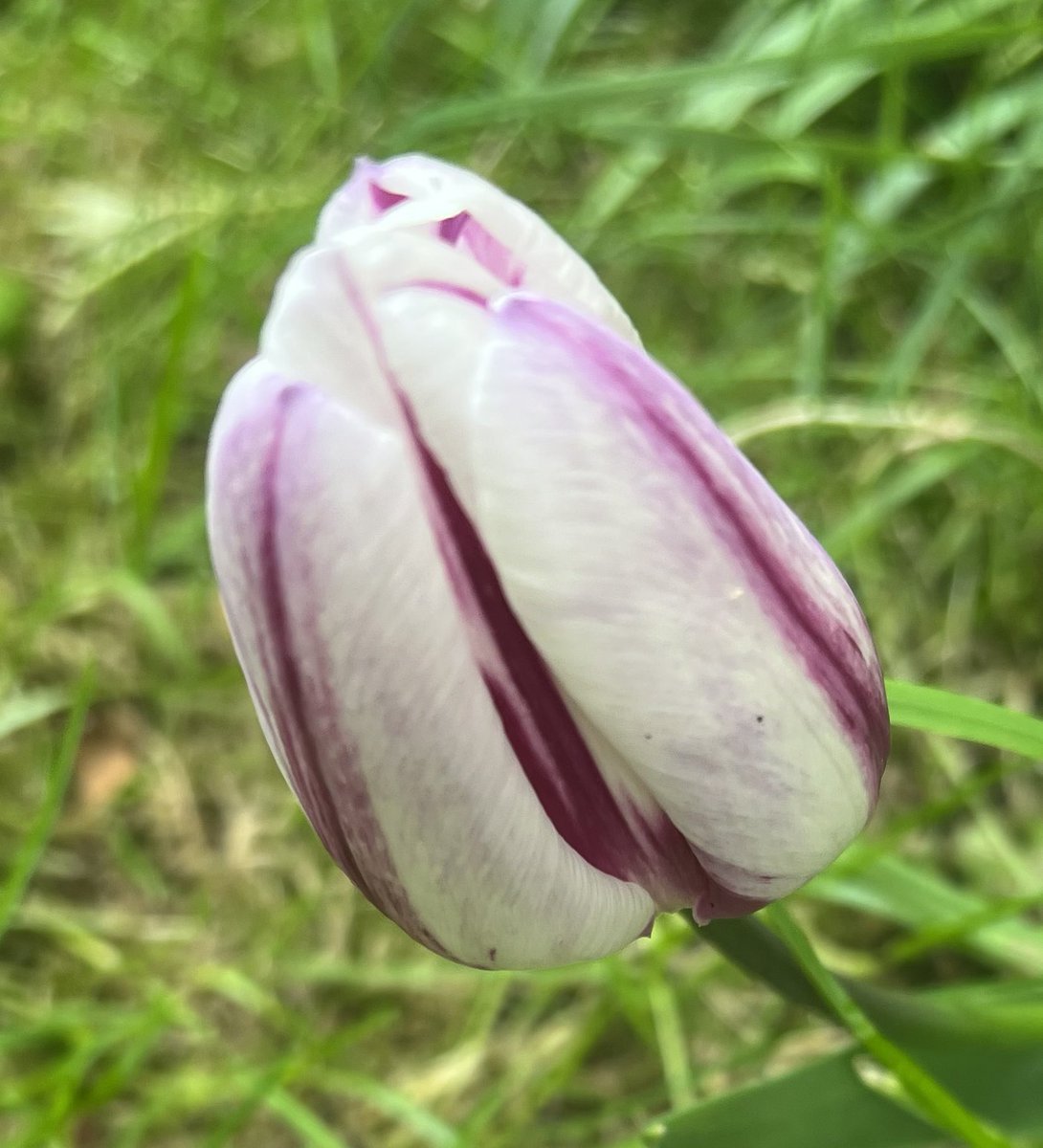 #tulips #TulipThursday #April