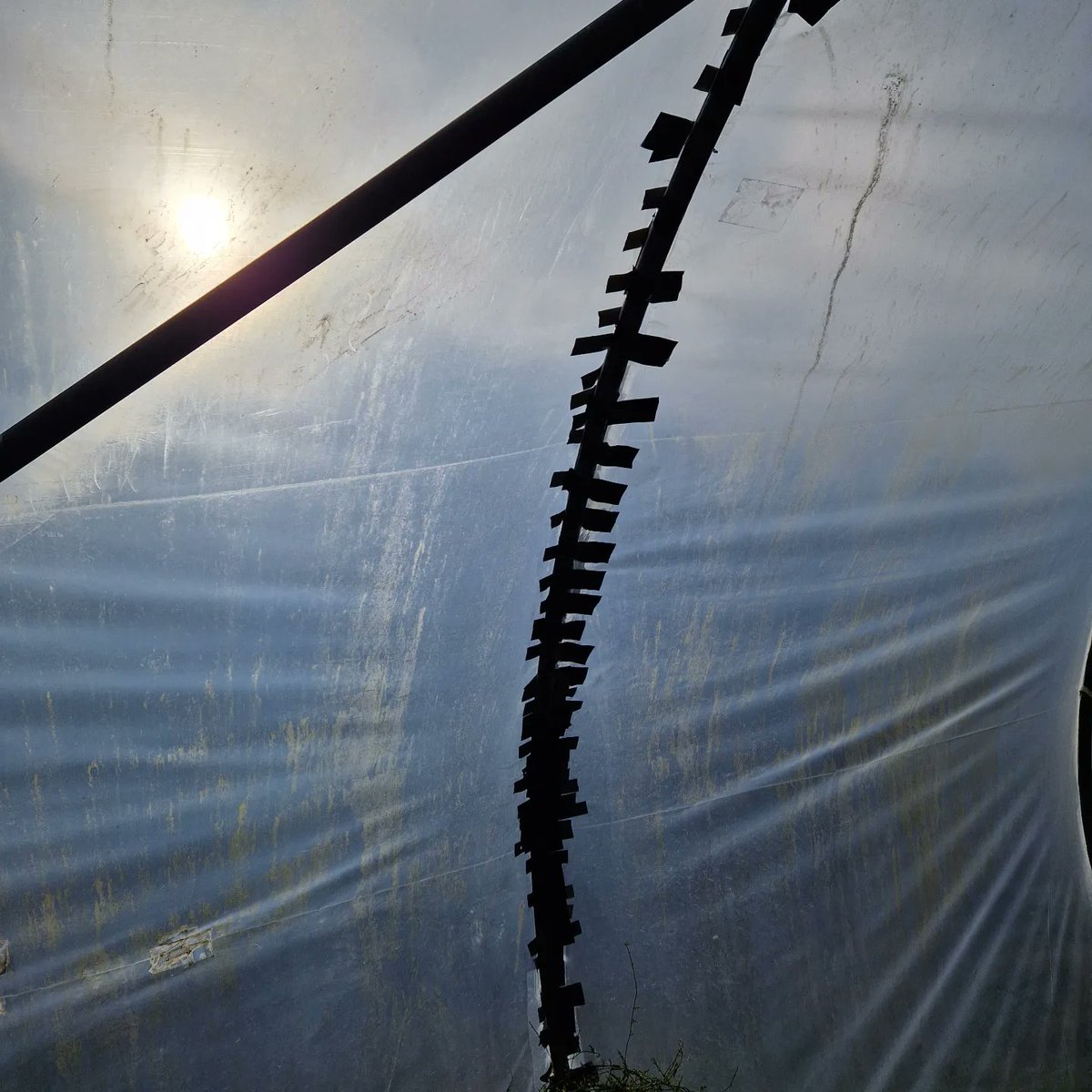 In slightly different news,  the wind  almost trashed my polytunnel, but in the same spirit as I deal with everything, I fixed it with the help of some friends ( and gaffer tape obvs).
#CommunitySpirit