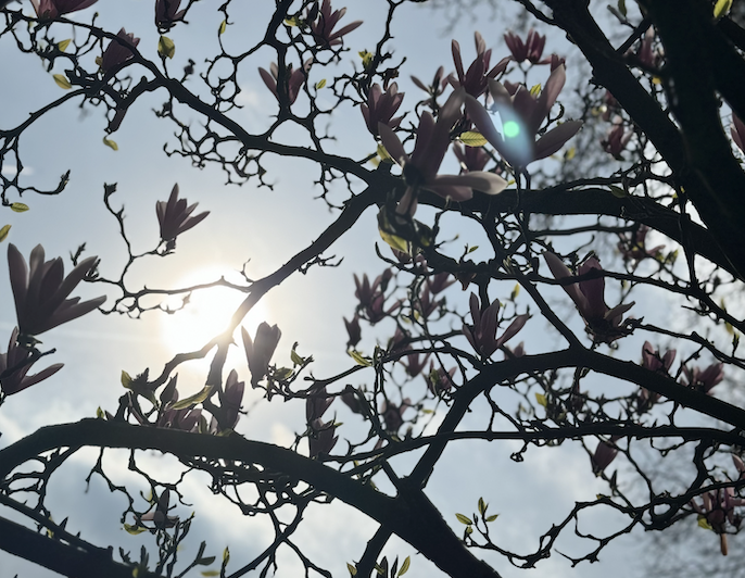 ✍️ Join us for an outdoor drawing workshop in the beautiful surroundings of St Johns Churchyard. We'll use large frames and mixed media to capture shifting perspective 🌸👀 📆 Nature Encounters with artist Kay Walsh ⏰ 23rd April @ 5PM Book FREE tickettailor.com/events/teamlon…