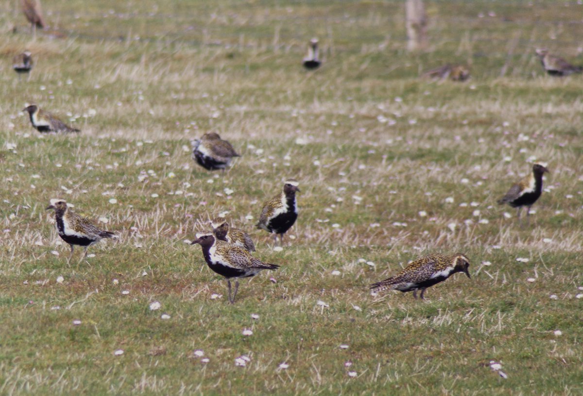 The machairs on #Tiree are covered in Golden Plovers just now = staging here on their way north to Iceland - with some 5,000+ birds around the island today - also a high count of 730 Sanderling at Balephetrish Bay and the 1st Whimbrel of spring @BirdGuides @PatchBirding