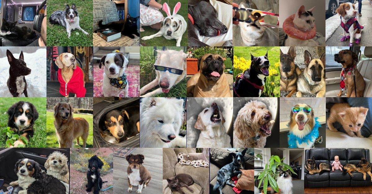 🐾 Happy #NationalPetDay from the furry friends at @BambooHLTH! Whether they're stealing treats from our desks, joining Teams meetings or cuddling up during brainstorming sessions, our pets make life at Bamboo Health more fun and exciting. #WeAreBambooHealth #BambooHealthValues