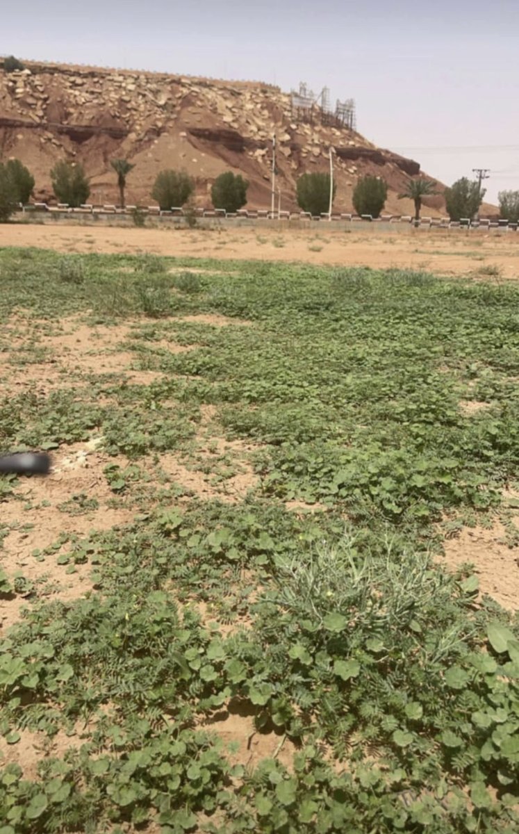 سليمان السليم ابو عادل tweet media