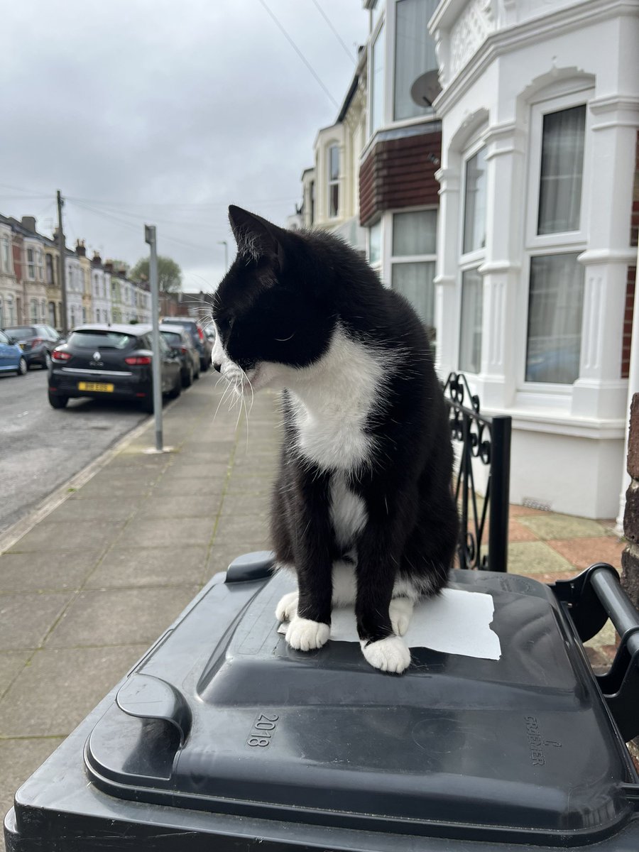 This cat was very disinterested in the #labourdoorstep so put him down as a won’t say @CanvassingCats