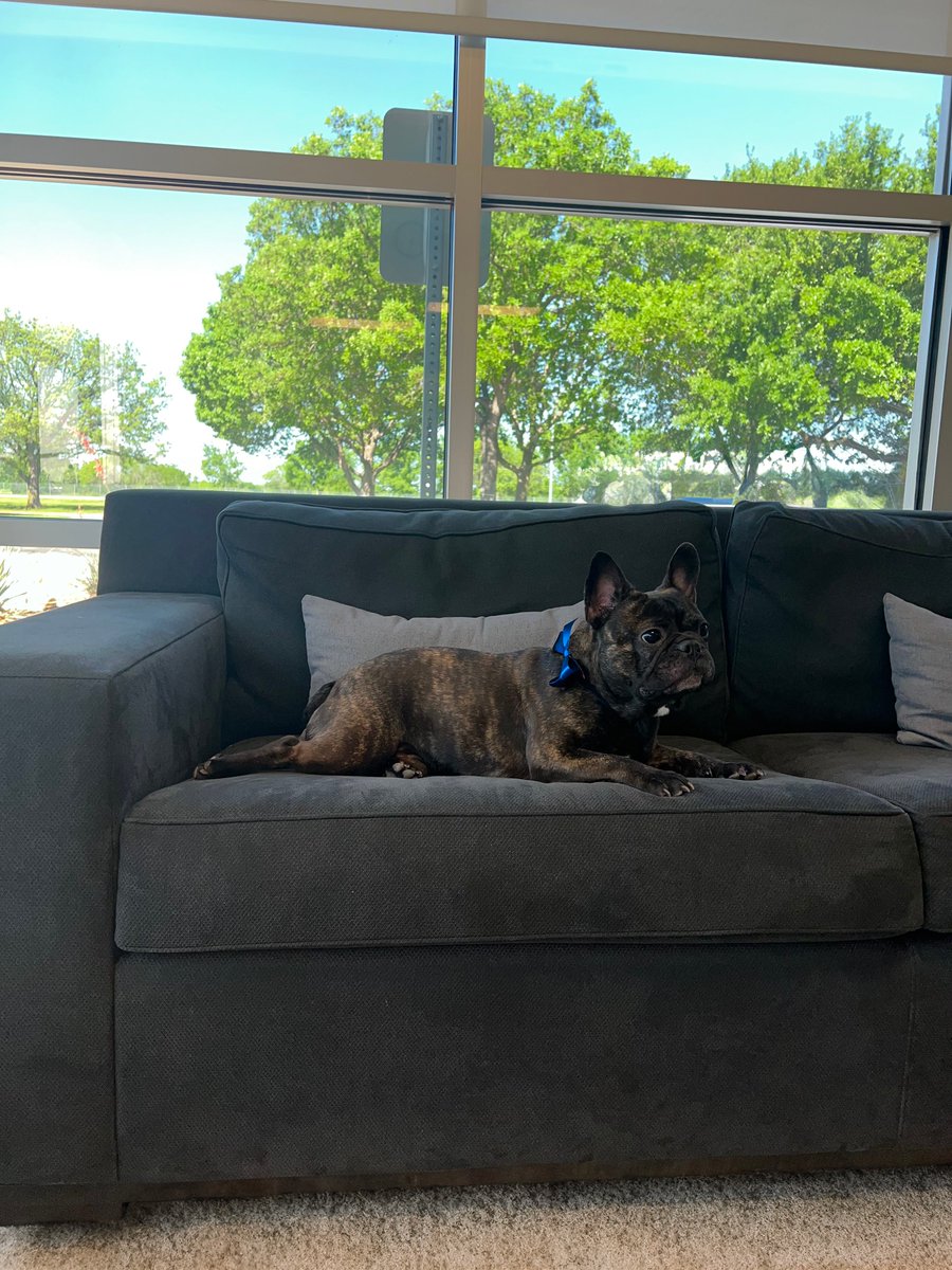 AviationSaturn's tweet photo. Happy #NationalPetDay Pets are taking over the runway at our private jet airport. Appreciating all the furry friends who bring us endless joy and unconditional love at Saturn Aviation. 🐾✈️  

#JetSetPups #DoggoLife #austintx #jetlife #PrivateJetPaws #DogLove #furbabies https://t.co/j6YGr2804U