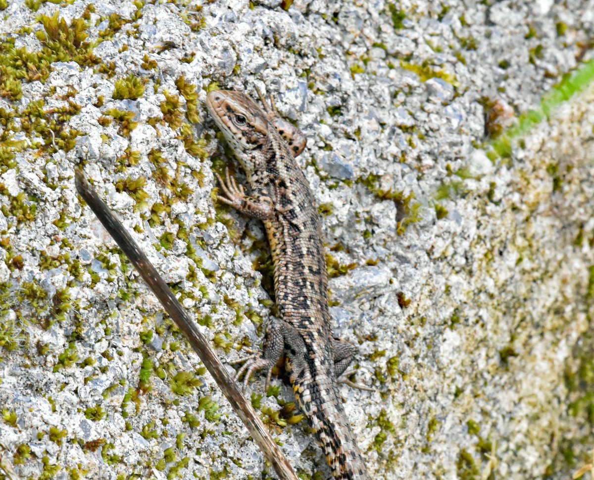 I was only able to find one example of a 'Common' Lizard despite a fair amount of searching on a sunny April afternoon. Not a prime reptile location where I was looking but it seems to me that places where reptiles are 'locally abundant' are very much in decline.